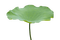 Lotus leaf - Free PNG Animated GIF
