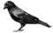 crow katrin - PNG gratuit GIF animé