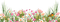 loly33 fleur printemps - PNG gratuit GIF animé