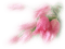 tulipes rose - бесплатно png анимированный гифка