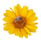 sunflower sonnenblume bee biene abeille tournesol deco tube summer ete flower fleur blume fleurs blossom