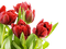 Fleurs.Tulips.Tulipes.Tulipanes.Victoriabea - PNG gratuit GIF animé