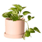 potted plant - darmowe png animowany gif