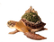 surreal turtle - PNG gratuit GIF animé