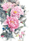 loly33 pivoine - Free PNG Animated GIF