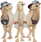 camel bp - GIF animé gratuit GIF animé