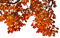 Ветка с  листьями - png gratis GIF animado