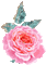 pink rose animated