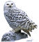 eule owl - PNG gratuit GIF animé