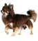 Chihuahua - Ücretsiz animasyonlu GIF