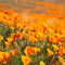 orange milla1959 - Free animated GIF Animated GIF