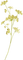 flowers two katrin - bezmaksas png animēts GIF