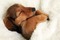 schlafender Hund - PNG gratuit GIF animé