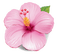 fleur rose.Cheyenne63 - png gratuito GIF animata