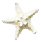 starfish Bb2