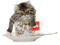 dolceluna spring cat vintage deco cup tea - png gratuito GIF animata