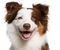 chien - gratis png animeret GIF