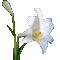 lys blanc - Безплатен анимиран GIF анимиран GIF