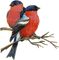 oiseaux - PNG gratuit GIF animé