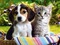 chien ou chat - Free PNG Animated GIF