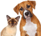 Kaz_Creations Animals Dog Pup Cat Kitten - ingyenes png animált GIF