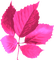 Leaf.Pink - png gratis GIF animado
