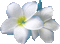 Plumeria - Gratis geanimeerde GIF geanimeerde GIF