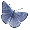 Papillon ** - GIF animado grátis Gif Animado