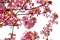 cherry blossom, kirsikankukka - безплатен png анимиран GIF