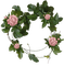 flowers-blomma-rosa - PNG gratuit GIF animé