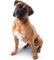 dog katrin - бесплатно png анимированный гифка