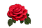 kikkapink red rose flower spring deco - PNG gratuit GIF animé