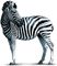 zebra zebre🦓🦓