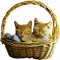 cats - Free PNG Animated GIF