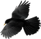 bird - besplatni png animirani GIF