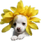 dog sunflowers chien tournesol
