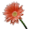 Flowers dm19 - Darmowy animowany GIF animowany gif
