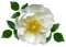 ruusu, rose, kukka, fleur, flower - ilmainen png animoitu GIF