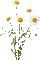 soave deco summer branch flowers yellow - Bezmaksas animēts GIF animēts GIF
