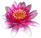 Kaz_Creations Deco Flower Flowers Colours - gratis png animeret GIF