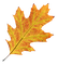 leaves laub feuilles - zadarmo png animovaný GIF