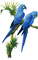 perroquet - darmowe png animowany gif