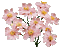 fleurs - Kostenlose animierte GIFs Animiertes GIF