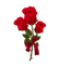 rose rouge-red flower
