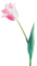 Flowers pink bp - gratis png animeret GIF