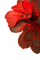 red flower background - PNG gratuit GIF animé