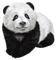 Kaz_Creations Animals Panda - ingyenes png animált GIF