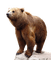 Bär - darmowe png animowany gif