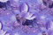 Ladybird - Bottom of creation  purple woman - GIF animé gratuit GIF animé