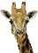 aze girafe - Besplatni animirani GIF animirani GIF